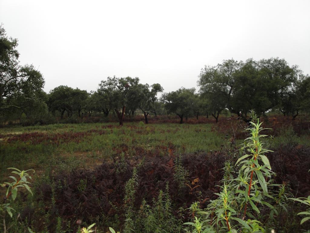 La Codosera Casa Rural Sierra San Mamede المظهر الخارجي الصورة