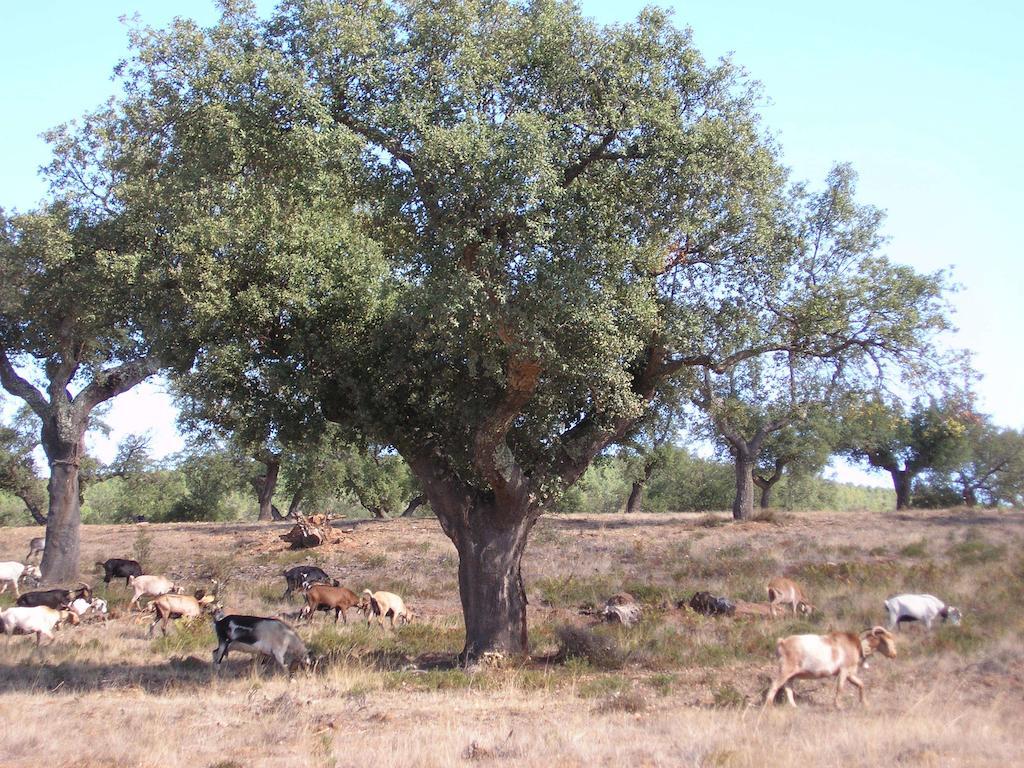 La Codosera Casa Rural Sierra San Mamede المظهر الخارجي الصورة