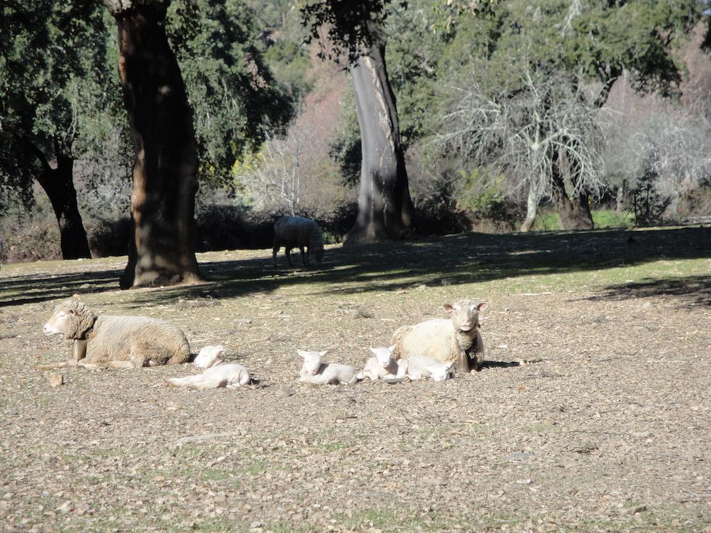 La Codosera Casa Rural Sierra San Mamede المظهر الخارجي الصورة